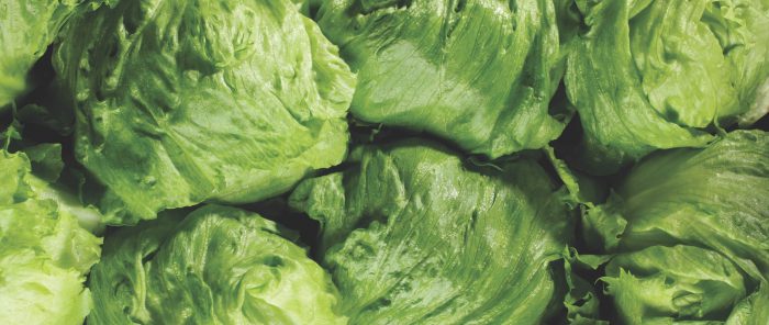 iceberg lettuce nutrition